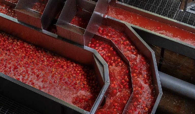 Pomodori industriali, pomodori nelle vasche